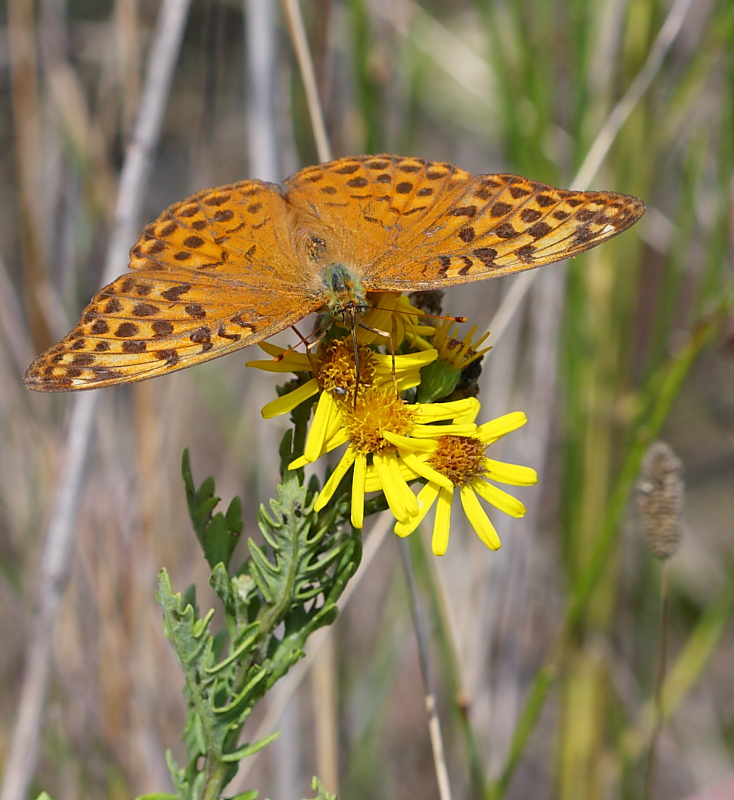 Identificazione - Argynnis paphia (femmina)